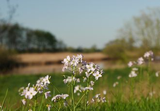 Blumen auf der Wiese