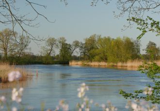 Bäume und Wasser