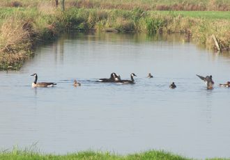 Enten und Gänse auf dem Wasser